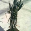 Setiechinopsis_mirabilis